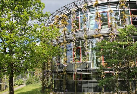 Fassade eines runden Gebäudes. An einem Gitter entlang der Fassade ranken grüne Pflanzen und bilden so Fassadenbegrünung vor den Fenstern.