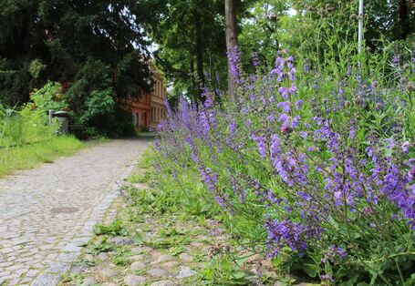 Auf einem gepflasterten Wegesrand wächst blauer Salbei. Der Blick geht nach hinten, wo zwei Gebäude links stehen mit gelben und roten Backsteinen.
