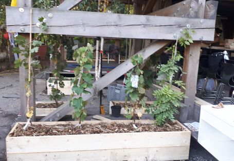 In einem Pflanzkasten aus Holz wachsen vier Pflanzen.