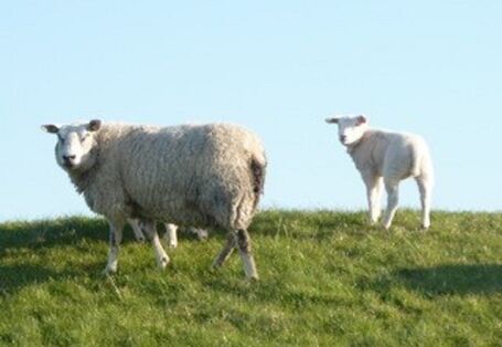 Das Mutterschaf steht mit einem Lamm auf der Salzwiese und schauen in die Kamera.