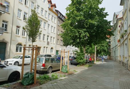 Fotografie einer Straße. Zwischen Gehweg und Fahrbahn wurden in einem Bepflanzungsstreifen Bäume angepflanzt.