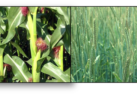 4 Sorten von Nutzpflanzen sind nebeneinander aufgereiht abgebildet