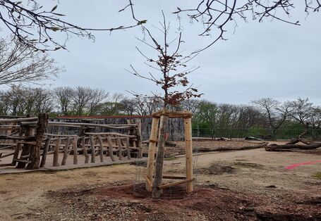 Ein junger frisch gepflanzter Baum wächst an Pfahlstützen. Im Hintergrund erscheint eine lange Baumgruppe vor blauem Himmel.