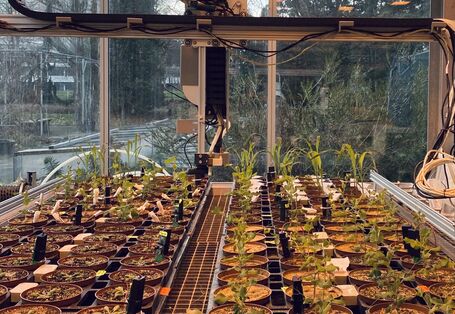 Versuchsaufbau im Gewächshaus der Universität zu Köln mit dem Farmbot, Sensoren und Pflanzen 