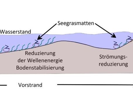 Schematische Darstellung der kummulativen Wirkung von alternativen Küstenschutzmaßnahmen.