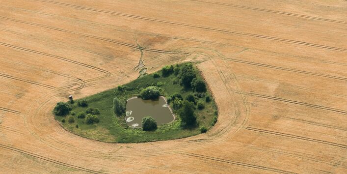 Das Bild zeigt ein Kleingewässer inmitten eines intensiv genutzten Ackers  
