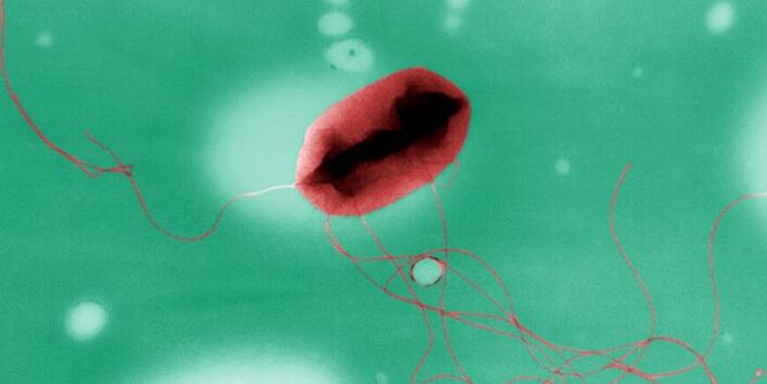 Das Bakterium Escherichia coli des Serotyps