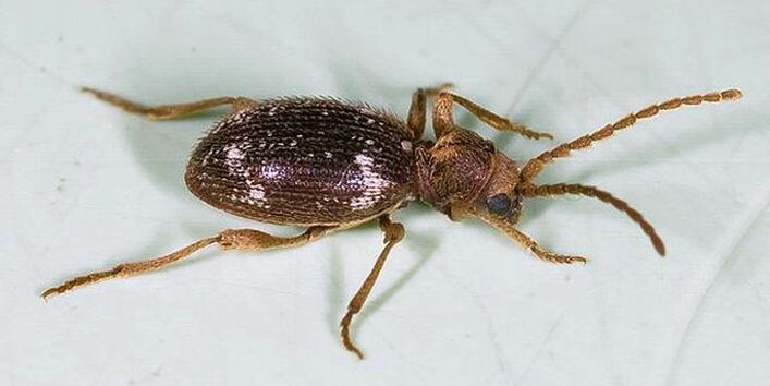 Australischer Diebkäfer