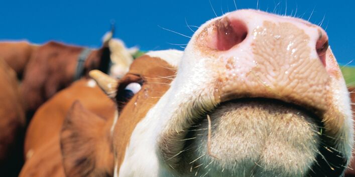 Nahaufnahme von einem Kuhkopf und im Hintergrund weitere Kühe auf der Weide