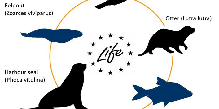 Untersuchte Spitzenrpädatoren und Beutefische im LIFE APEX Projekt