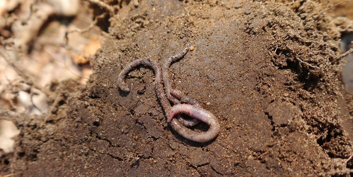 Ein Regenwurm befindet sich auf einem Bodenaggregat