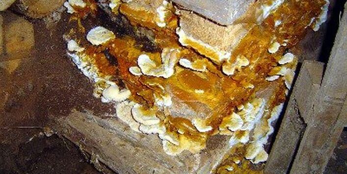 Echter Hausschwamm mit ausgebildeten Fruchtkörpern