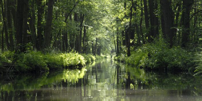 A canal in the Spreewald forest