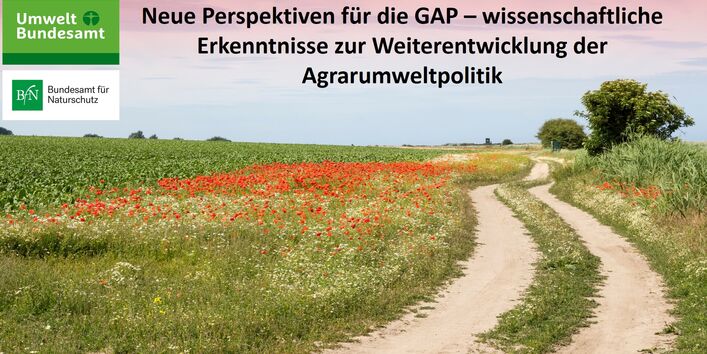 Das Bild zeigt ein Maisfeld mit einem blühenden Feldrandstreifen, sowie einen Feldweg, an dessen Rand Sträucher und Bäume wachsen