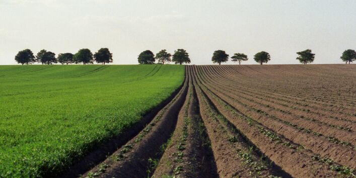 Acker neben Wiese mit Bäumen im Hintergrund