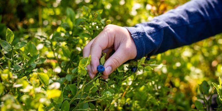 Ein Mensch erntet eine Heidelbeere vom Strauch.