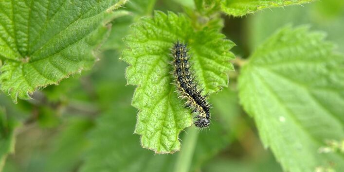 Brennnessel und Schmetterlingsraupe