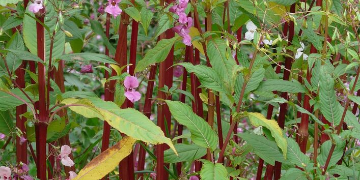 Pflanze mit langen Stängeln und pinken Blüten