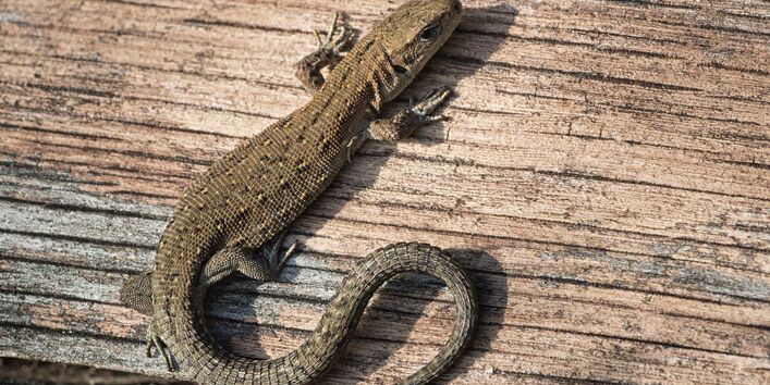 Eidechse auf Holz