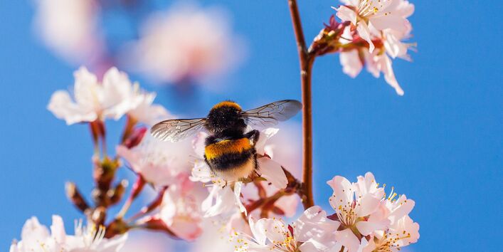 Hummel an der Kirschblüte