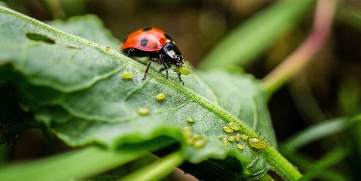 Ein Marienkäfer vertilgt eine grüne Blattlaus.