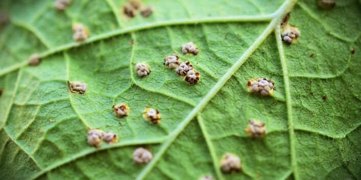 Nahaufnahme einer Blattunterseite mit Malvenrost befallen