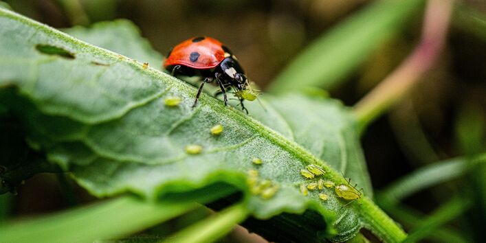 Marienkäfer frisst Blattläuse