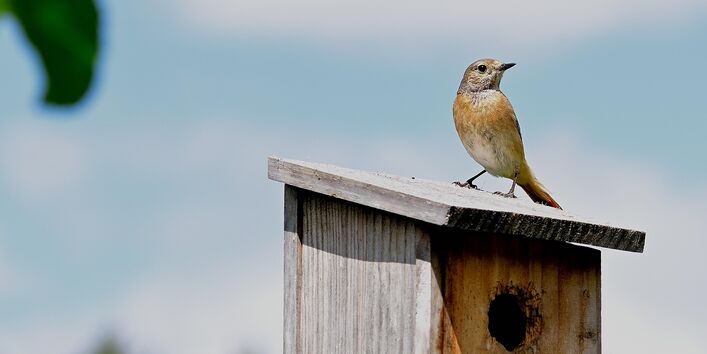 Nistkasten mit Vogel