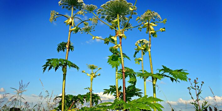 Blick auf Pflanze Riesenbärenklau von unten, blauer Himmel m Hintergrund