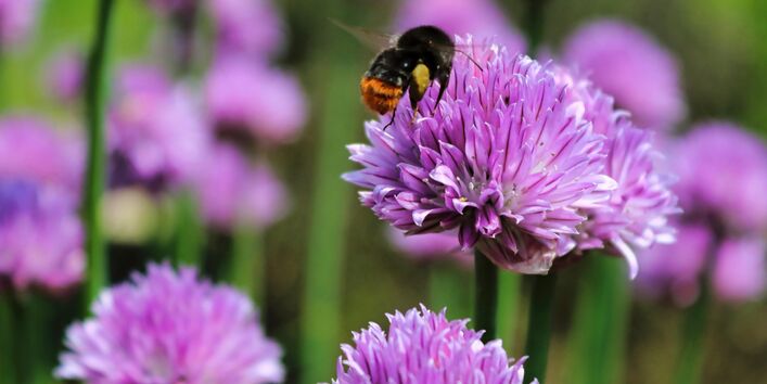Hummel an Schnittlauchblüte