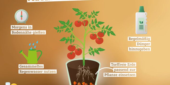 Infografik mit Tipps für den torffreien Sommergarten