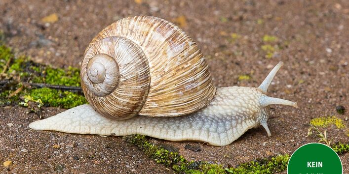 Weinbergschnecke mit Schneckenhaus
