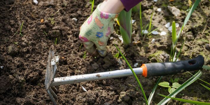 Mensch jätet Unkraut aus dem Boden.