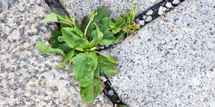 Pflanzen zwischen Bodenplatten