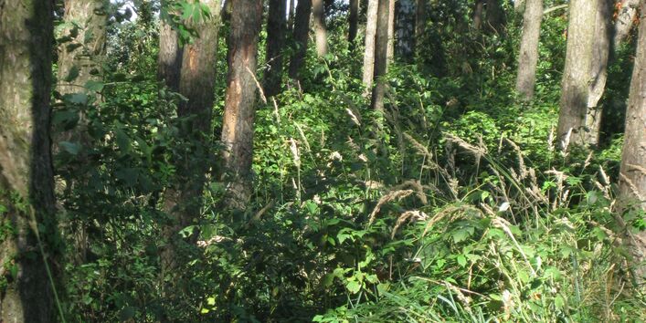 Das Bild zeigt Kronenverlichtung der Bäume des Ökosystems Wald im Unterholz und einen undurchdringlichen Zuwachs an Brombeergestrüpp.