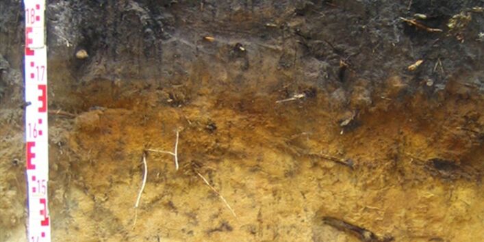 Foto eines Normpodsols