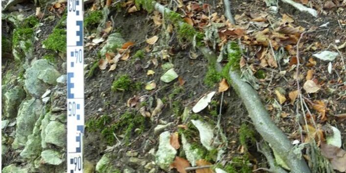 Foto einer falchgründigen Rendzina auf Kalkstein