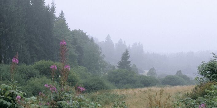 Foto des Standortes Ederbruch auf dem Bodenlehrpfad Forsthaus Hohenroth