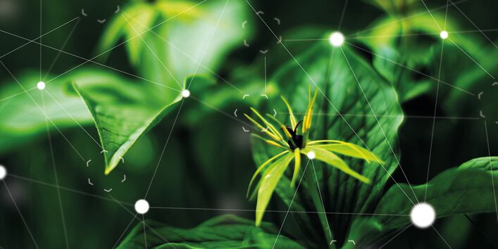 Bild von einer Pflanze