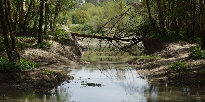 Foto: Eine Uferbucht mit Sturzbaum am Inn bei Langenpfunzen. Die Ufer sind dicht mit Gehölzen bewachsen. Im Hintergrund verläuft der Hauptstrom des Inns.