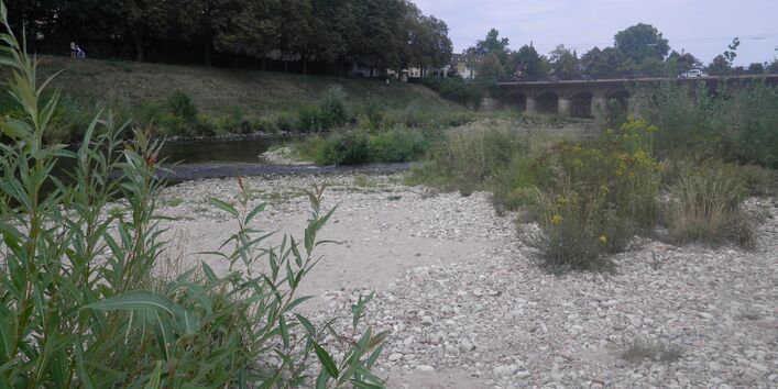 Foto: Eine Kiesbank mit aufkommender Vegetation an der Murg in Rastatt in der Nähe der Franzbrücke.