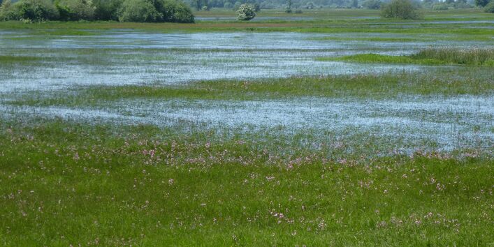 Foto: Wasser steht auf einer Feuchtwiese.