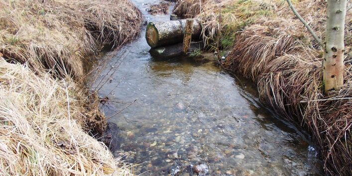Close-up of a small water body. In the water there is a short trunk acting as a groyne. The water is deepened around the area of the trunk. The banks are covered with dried plant parts.