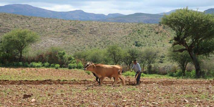 A farmer plows a field with a ox plow