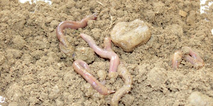 Regenwürmer auf offenem Boden