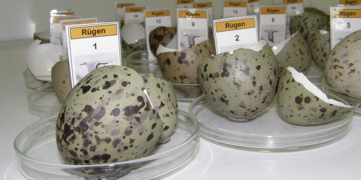Storage of herring gull egg shells at the University of Trier