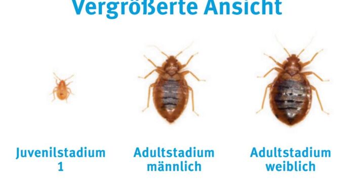 Bettwanzen in verschiedenen Stadien