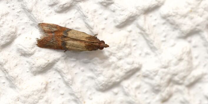 Lebensmittelmotte
