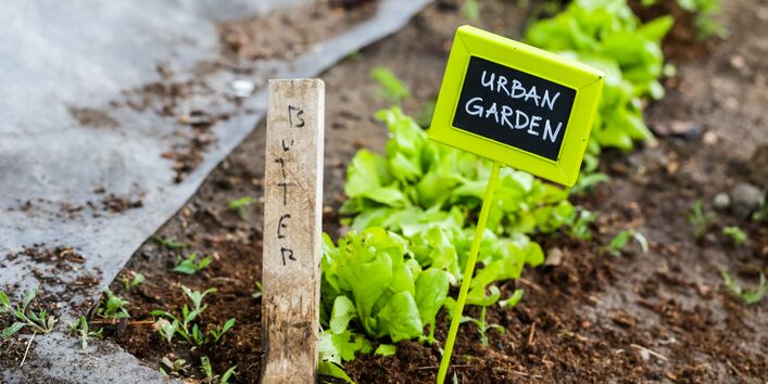 Salatbeet in der Stadt