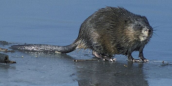 Bisam auf Wasseroberfläche